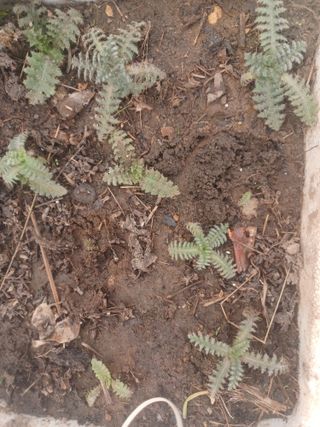 무료지식나눔 팜닥터님의 자유주제 · 자유게시판 작성글 사진