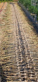 팜모닝 2024년 출석왕중왕 결과 공유해요 👑·참여글 게시글 이미지