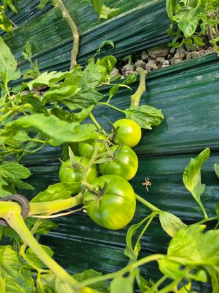 양배추10953님의 2024년 출석왕중왕 결과 공유해요 👑 · 참여글 작성글 사진