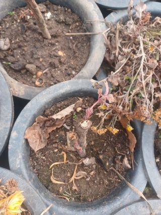 무료지식나눔 팜닥터님의 자유주제 · 자유게시판 작성글 사진