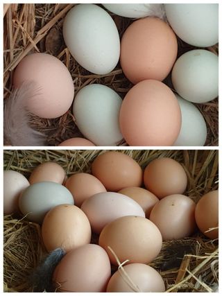 이천산수유님의 2024년 출석왕중왕 결과 공유해요 👑 · 참여글 작성글 사진