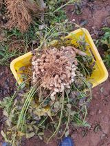 팜모닝 2024년 출석왕중왕 결과 공유해요 👑·참여글 게시글 이미지