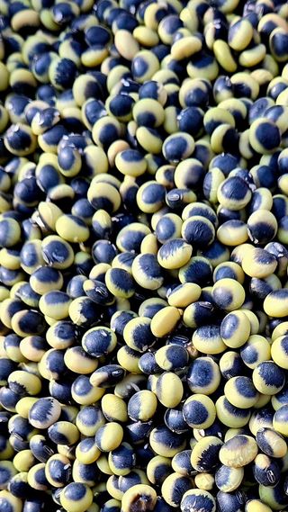 선비 농군님의 2024년 출석왕중왕 결과 공유해요 👑 · 참여글 작성글 사진