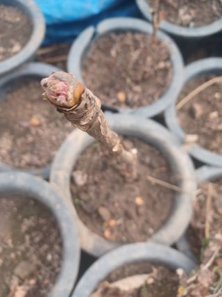 무료지식나눔 팜닥터님의 자유주제 · 자유게시판 작성글 사진