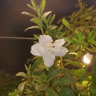 가평규남터밭농사님의 2024년 출석왕중왕 결과 공유해요 👑 · 참여글 작성글 사진