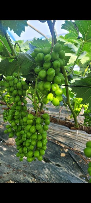 이원규님의 2024년 출석왕중왕 결과 공유해요 👑 · 참여글 작성글 사진