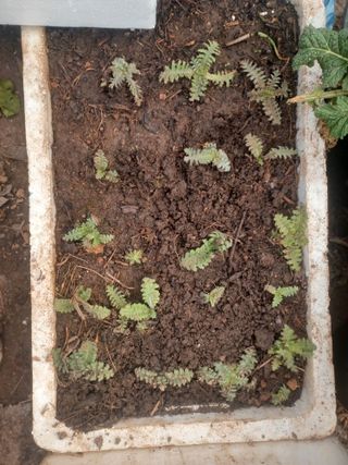 무료지식나눔 팜닥터님의 자유주제 · 자유게시판 작성글 사진