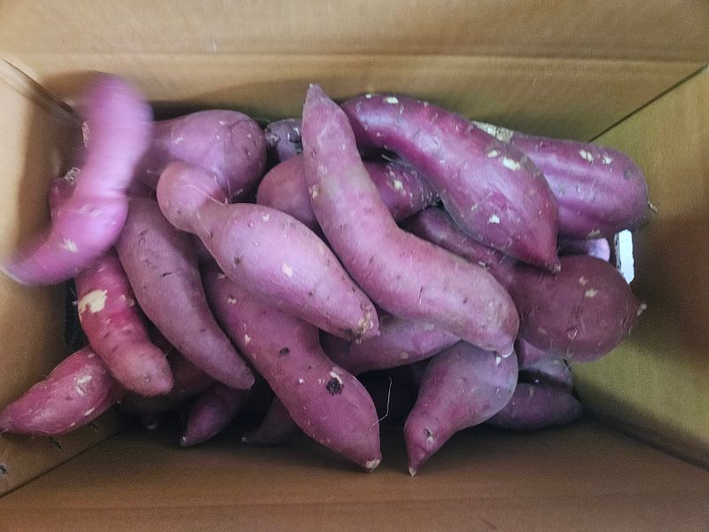 이재관(황토속애)님의 장터 판매 상품 [무안 꿀고구마 가성비갑 못난이판매합니다.] 첨부 사진