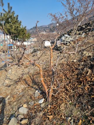 김용대님의 자유주제 · 자유게시판 작성글 사진