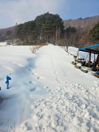 홍천산채농원님의 자유주제 · 자유게시판 작성글 사진