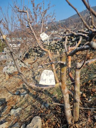 김용대님의 자유주제 · 자유게시판 작성글 사진