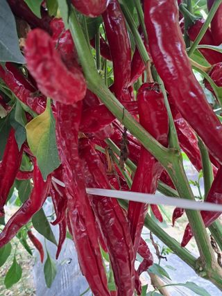 마정숙님의 2024년 출석왕중왕 결과 공유해요 👑 · 참여글 작성글 사진