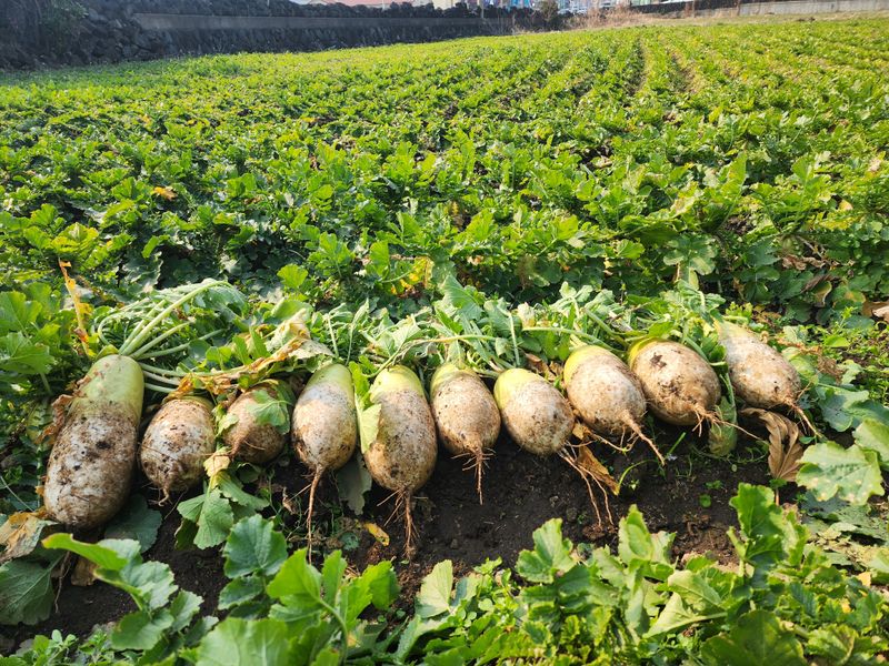 돌하루방농원(이미정님의 장터 판매 상품 [제주월동 흙무우] 첨부 사진