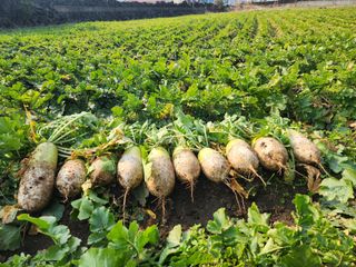 돌하루방농원(이미정님의 작성글 사진