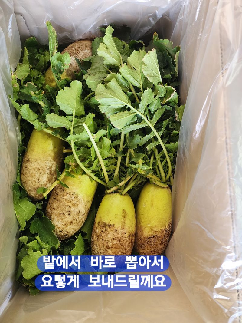 장터 상품 [제주월동 흙무우] 썸네일