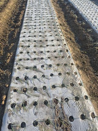 송광만님의 양파 · 자유게시판 작성글 사진