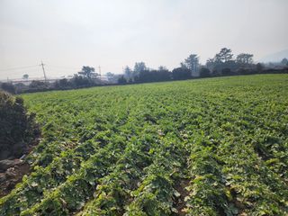 돌하루방농원(이미정님의 작성글 사진