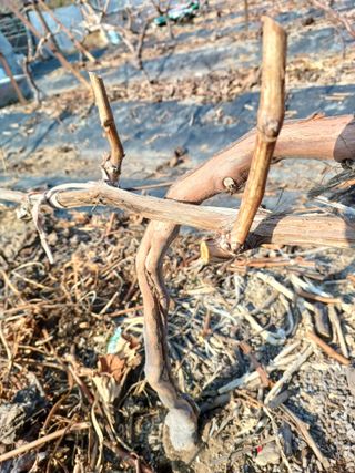 상훈경영체등록5년차님의 자유주제 · 자유게시판 작성글 사진