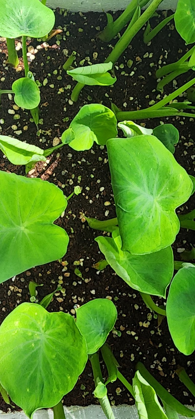 박동현님의 장터 판매 상품 [왕토란 모종예약판매 ] 첨부 사진