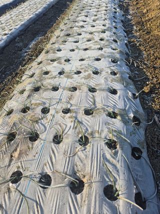 송광만님의 양파 · 자유게시판 작성글 사진