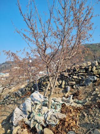 김용대님의 자유주제 · 자유게시판 작성글 사진