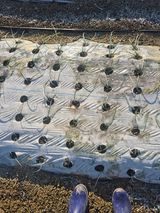 팜모닝 양파·자유게시판 게시글 이미지