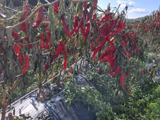 마정숙님의 2024년 출석왕중왕 결과 공유해요 👑 · 참여글 작성글 사진