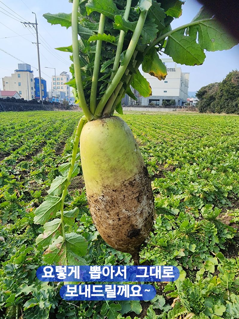 돌하루방농원(이미정님의 장터 판매 상품 [제주월동 흙무우] 첨부 사진