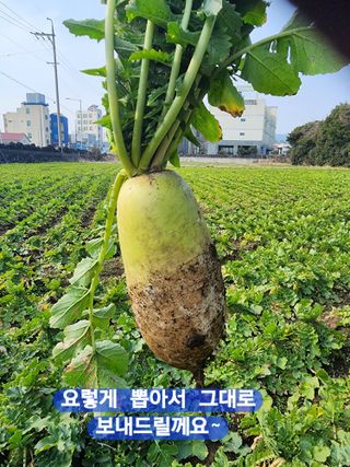 돌하루방농원(이미정님의 작성글 사진