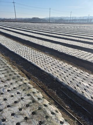 송광만님의 양파 · 자유게시판 작성글 사진