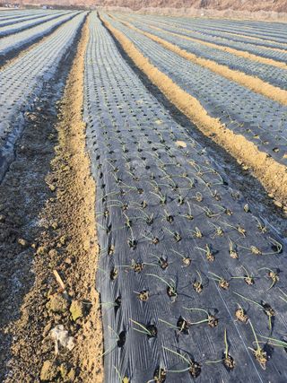 송광만님의 양파 · 자유게시판 작성글 사진