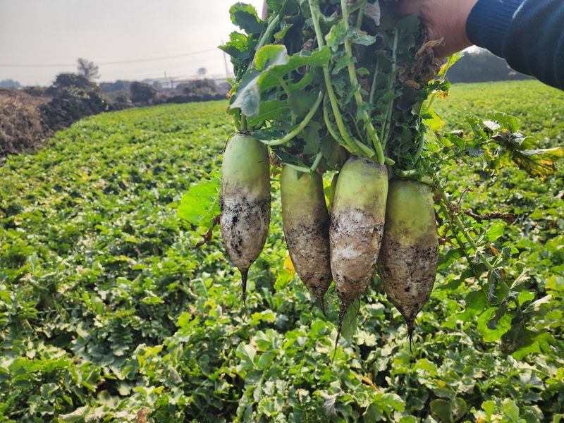 돌하루방농원(이미정님의 장터 판매 상품 [제주월동 흙무우] 첨부 사진