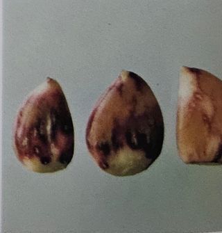 대산농사대장님의 마늘·비료•농약 작성글 사진