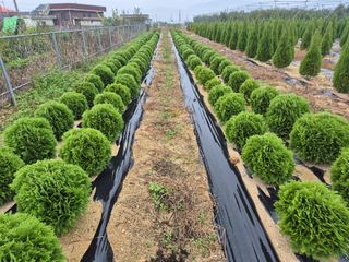 영천경마장조경수농원님의 2024년 출석왕중왕 결과 공유해요 👑 · 참여글 작성글 사진