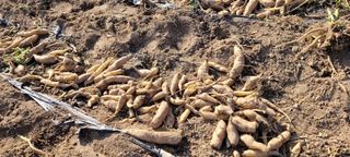 도시농부 박태영님의 자유주제 · 자유게시판 작성글 사진