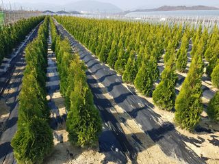 영천경마장조경수농원님의 2024년 출석왕중왕 결과 공유해요 👑 · 참여글 작성글 사진