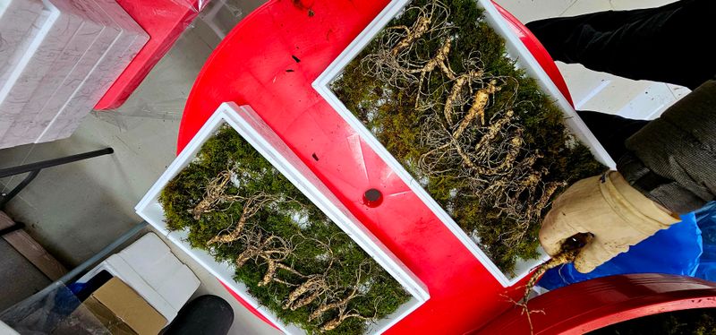 스마일님의 장터 판매 상품 [장뇌산삼] 첨부 사진