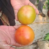 팜모닝 2024년 출석왕중왕 결과 공유해요 👑·참여글 게시글 이미지