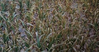 대산농사대장님의 마늘 · 비료•농약 작성글 사진