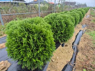 영천경마장조경수농원님의 2024년 출석왕중왕 결과 공유해요 👑 · 참여글 작성글 사진