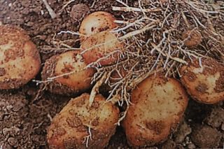 대산농사대장님의 감자 · 자유게시판 작성글 사진