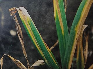 대산농사대장님의 마늘 · 비료•농약 작성글 사진