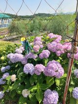 팜모닝 2024년 출석왕중왕 결과 공유해요 👑·참여글 게시글 이미지