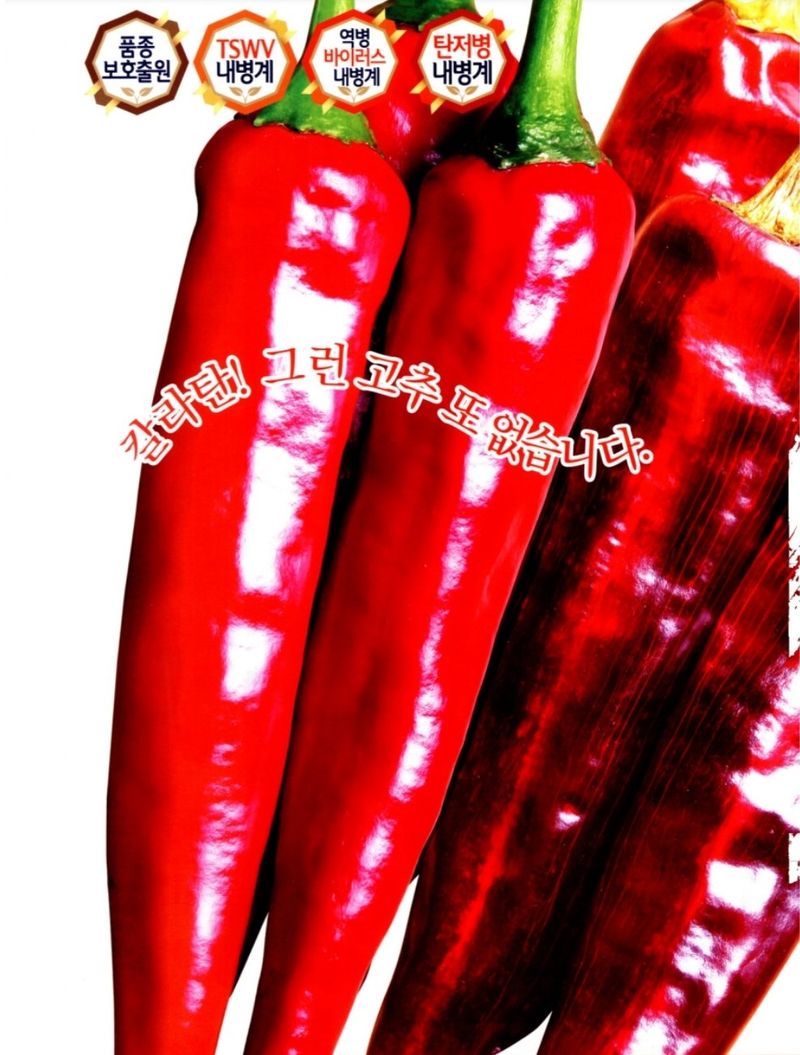 대산농사대장님의 장터 판매 상품 [칼라탄 1300립  사카타코리아] 첨부 사진