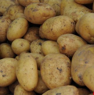 대산농사대장님의 감자 · 자유게시판 작성글 사진