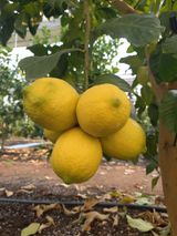 팜모닝 2024년 출석왕중왕 결과 공유해요 👑·참여글 게시글 이미지