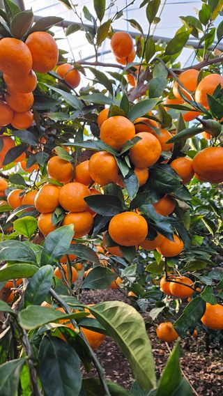 고강농원 강영자님의 작성글 사진