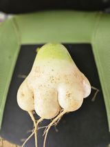 팜모닝 2024년 출석왕중왕 결과 공유해요 👑·참여글 게시글 이미지