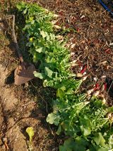 팜모닝 2024년 출석왕중왕 결과 공유해요 👑·참여글 게시글 이미지