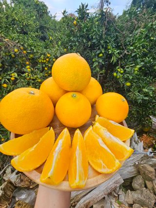 새달귤농장님의 나만의 건강관리 비결 · 참여글 작성글 사진